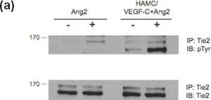 抗磷酸酪氨酸抗体,克隆4G10® clone 4G10®, Upstate®, from mouse