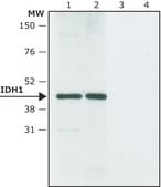 Anti-IDH1 antibody produced in rabbit ~1.0&#160;mg/mL, affinity isolated antibody