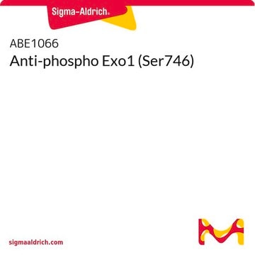 Anti-phospho Exo1 (Ser746)