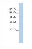 Anti-COL6A1 antibody produced in rabbit affinity isolated antibody