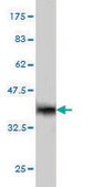 Monoclonal Anti-ISL1 antibody produced in mouse clone 1A3, purified immunoglobulin, buffered aqueous solution