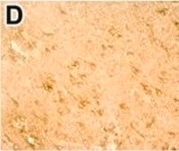 Anti-DNMT3B antibody produced in rabbit Prestige Antibodies® Powered by Atlas Antibodies, affinity isolated antibody, buffered aqueous glycerol solution