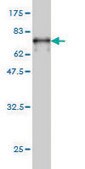 Monoclonal Anti-NUDC antibody produced in mouse clone 5G12, purified immunoglobulin, buffered aqueous solution