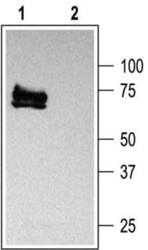 Anti-Potassium Channel Kv1.3 (Charybdotoxin-Sensitive Voltage-Dependent Potassium Channel, HLK3) antibody produced in rabbit IgG fraction of antiserum, lyophilized powder