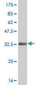 ANTI-HES2 antibody produced in mouse clone 2F4, purified immunoglobulin, buffered aqueous solution