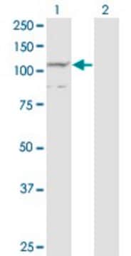Monoclonal Anti-PCDHA7 antibody produced in mouse clone 1C7, purified immunoglobulin, buffered aqueous solution