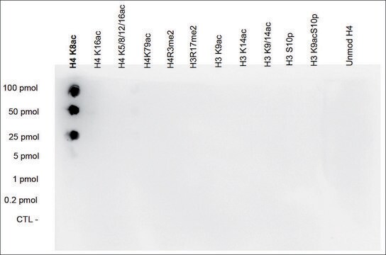 Imprint&#174; Anti-H4K8ac antibody produced in rabbit whole antiserum, buffered aqueous solution