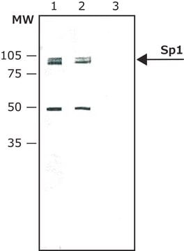 Anti-Sp1 antibody produced in rabbit affinity isolated antibody, buffered aqueous solution