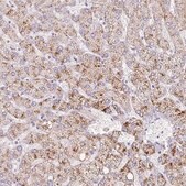 Anti-INHBE antibody produced in rabbit Prestige Antibodies&#174; Powered by Atlas Antibodies, affinity isolated antibody, buffered aqueous glycerol solution