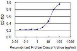 Monoclonal Anti-POLR2A, (N-terminal) antibody produced in mouse clone IF17, purified immunoglobulin, buffered aqueous solution