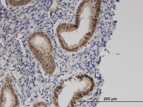 Monoclonal Anti-PRKCBP1 antibody produced in mouse clone 5B12, purified immunoglobulin, buffered aqueous solution