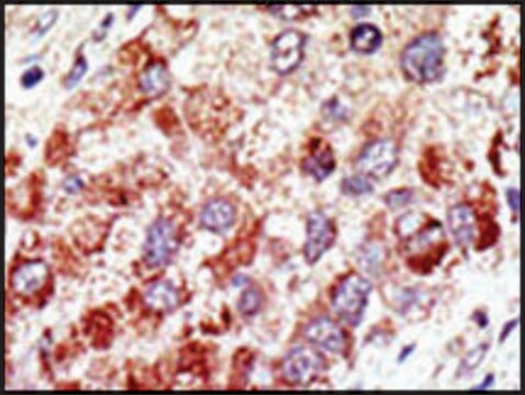 Anti-CBL (N-term) antibody produced in rabbit IgG fraction of antiserum, buffered aqueous solution