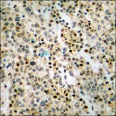 Anti-phospho-S1P Receptor EDG1 (pThr236) antibody produced in rabbit affinity isolated antibody