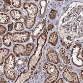 Anti-WWC3 antibody produced in rabbit Prestige Antibodies&#174; Powered by Atlas Antibodies, affinity isolated antibody, buffered aqueous glycerol solution