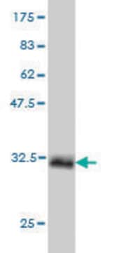 Monoclonal Anti-HOXB1 antibody produced in mouse clone 3D1, purified immunoglobulin, buffered aqueous solution