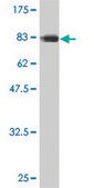 Monoclonal Anti-CDC45L antibody produced in mouse clone 3F11-1F3, purified immunoglobulin, buffered aqueous solution
