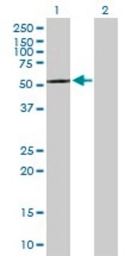 Anti-CPNE4 antibody produced in mouse purified immunoglobulin, buffered aqueous solution