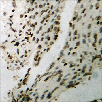 Anti-phospho-SEK1/MKK4 (pThr261) antibody produced in rabbit affinity isolated antibody