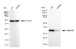 KD-Validated Anti GEMIN2 Antibody, clone 23GB5835, Rabbit Monoclonal clone 23GB5835, recombinant rabbit monoclonal, expressed in HEK293 cells