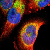 Anti-FNDC3B antibody produced in rabbit Prestige Antibodies&#174; Powered by Atlas Antibodies, affinity isolated antibody, buffered aqueous glycerol solution