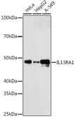 Anti-IL13RA1 Antibody, clone 5A3W5, Rabbit Monoclonal