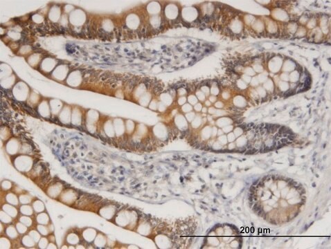 Monoclonal Anti-TLR4 antibody produced in mouse clone 3B6, purified immunoglobulin, buffered aqueous solution