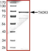 TAOK3 (1-463), active, GST tagged human PRECISIO® Kinase, recombinant, expressed in baculovirus infected Sf9 cells, ≥70% (SDS-PAGE), buffered aqueous glycerol solution