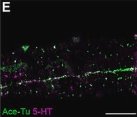 Anti-Serotonin antibody produced in rabbit whole antiserum