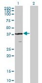 Monoclonal Anti-VPS26A, (C-terminal) antibody produced in mouse clone 1C4, purified immunoglobulin, buffered aqueous solution
