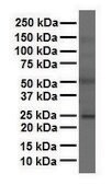Anti-FOLR1 antibody produced in rabbit affinity isolated antibody