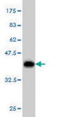 Monoclonal Anti-DBF4 antibody produced in mouse clone 6G9, purified immunoglobulin, buffered aqueous solution