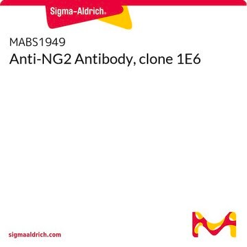 Anti-NG2 Antibody, clone 1E6