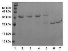 Procathepsin K human recombinant, expressed in E. coli, &#8805;95% (SDS-PAGE)