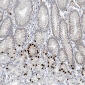 抗-PAX6 兔抗 Prestige Antibodies&#174; Powered by Atlas Antibodies, affinity isolated antibody, buffered aqueous glycerol solution