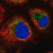 Anti-HSPD1 antibody produced in rabbit Prestige Antibodies&#174; Powered by Atlas Antibodies, affinity isolated antibody