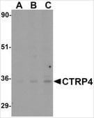 Anti-CTRP4 (ab1) antibody produced in rabbit affinity isolated antibody, buffered aqueous solution