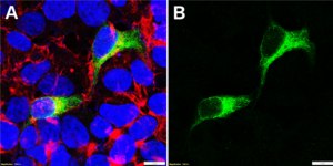 Anti-CIROP Antibody, clone 3G14 ZooMAb® Rabbit Monoclonal recombinant, expressed in HEK 293 cells