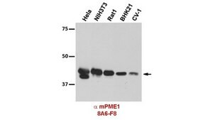 Anti-PME1 Antibody, clone 8A6-F8 clone 8A6-F8, from mouse