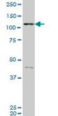 ANTI-EPHB3 antibody produced in mouse clone 3F12, purified immunoglobulin, buffered aqueous solution