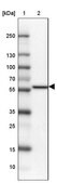 Anti-C18ORF8 antibody produced in rabbit Prestige Antibodies&#174; Powered by Atlas Antibodies, affinity isolated antibody, buffered aqueous glycerol solution