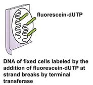 In Situ Cell Death Detection Kit, Fluorescein sufficient for &#8804;50&#160;tests, suitable for detection