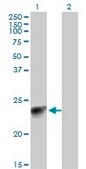 Monoclonal Anti-MYL3 antibody produced in mouse clone 4C2, purified immunoglobulin, buffered aqueous solution