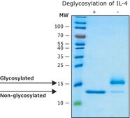 Interleukin-4 human IL-4, recombinant, expressed in HEK 293 cells, suitable for cell culture, endotoxin tested