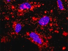 ANTI-BIRC4 antibody produced in rabbit purified immunoglobulin, buffered aqueous solution