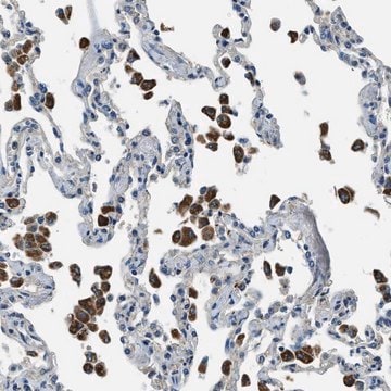 Anti-SLC19A2 antibody produced in rabbit Prestige Antibodies&#174; Powered by Atlas Antibodies, affinity isolated antibody, buffered aqueous glycerol solution