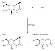 灰链霉菌来源几丁质酶 lyophilized powder (essentially salt free), ≥200 units/g solid