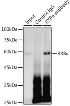 Anti-RXR&#945; Antibody, clone 6Y10M1, Rabbit Monoclonal