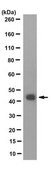 Anti-Connexin 43 Antibody, CT Antibody, clone 1C5.1 clone 1C5.1, from mouse