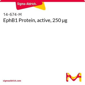 EphB1 Protein, active, 250 µg
