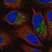 Anti-FBXW5 antibody produced in rabbit Prestige Antibodies&#174; Powered by Atlas Antibodies, affinity isolated antibody, buffered aqueous glycerol solution